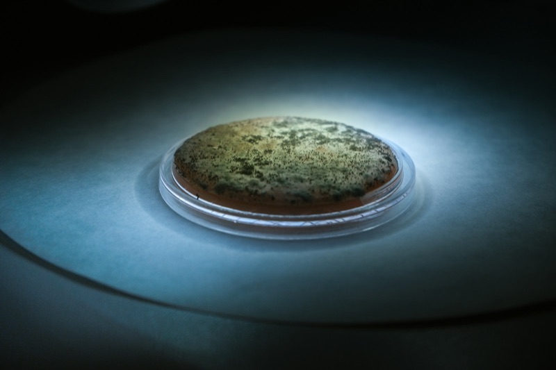 A culture growing on agar in a petri dish, lit from below in a laboratory.