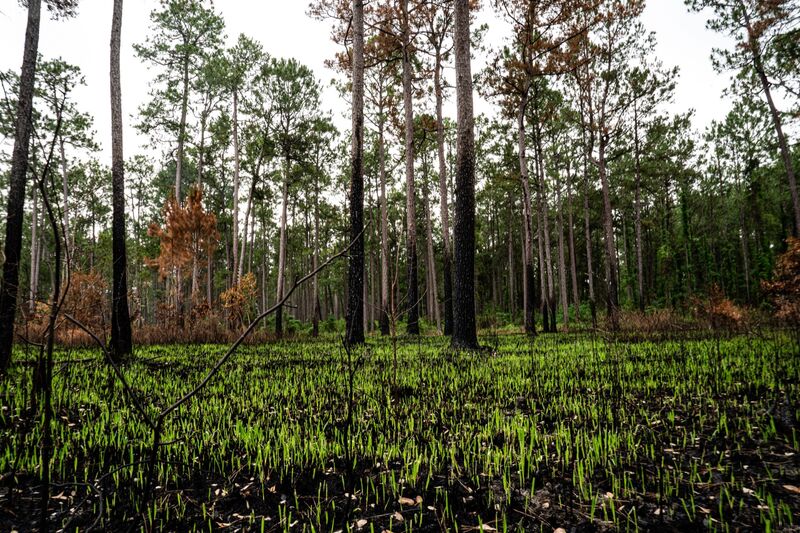 Survey work in a coastal wetland.